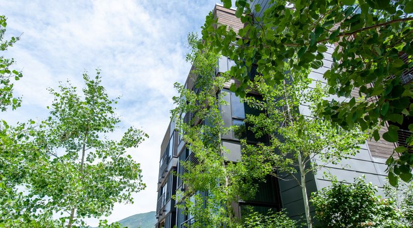 Photo of The Downy Woodpecker