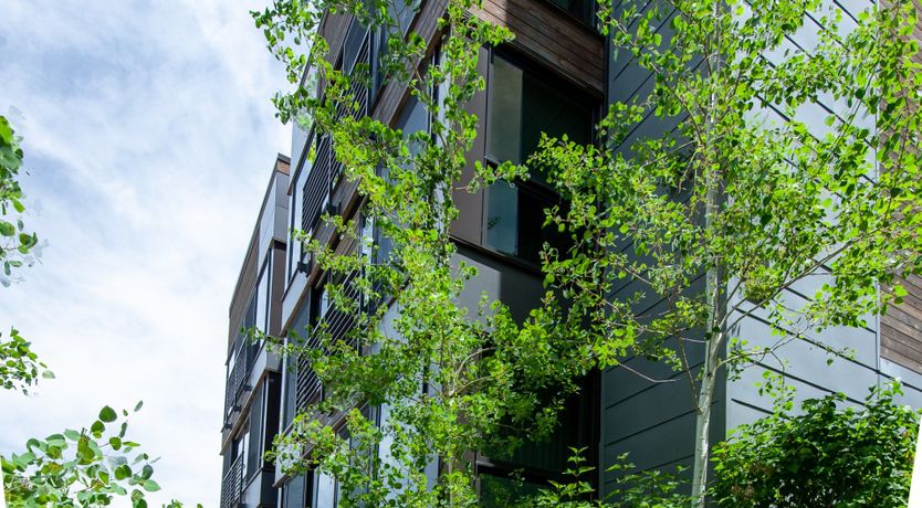 Photo of The Downy Woodpecker