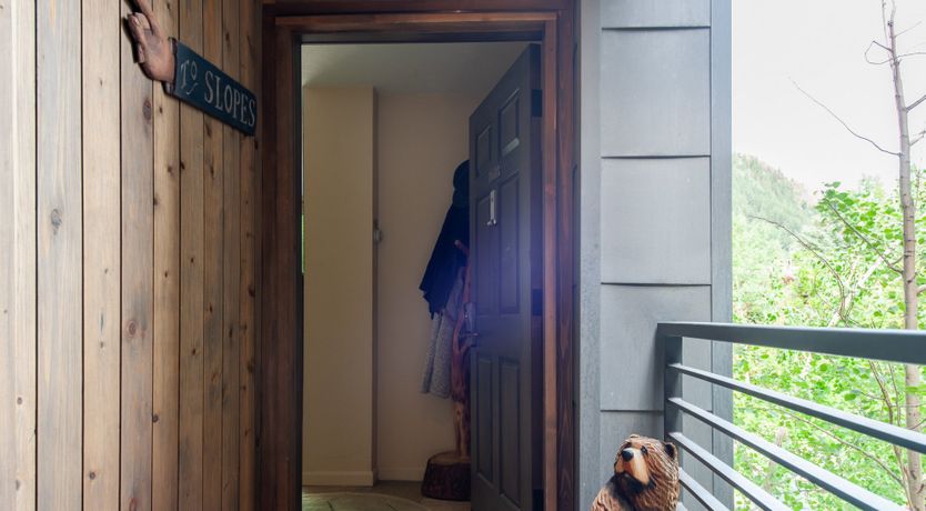 Photo of The Downy Woodpecker