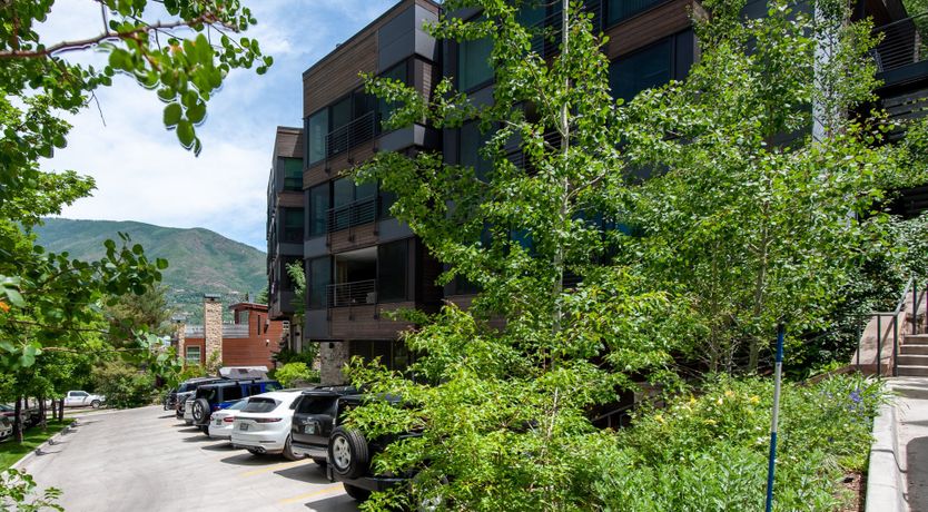 Photo of The Downy Woodpecker