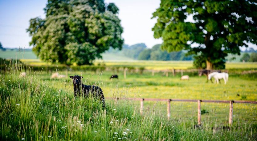 Photo of Farmyard Bells