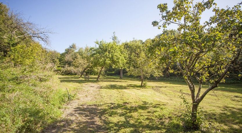 Photo of Apple Orchard