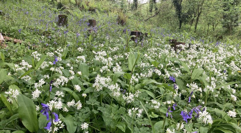 Photo of Hen House Hideaway