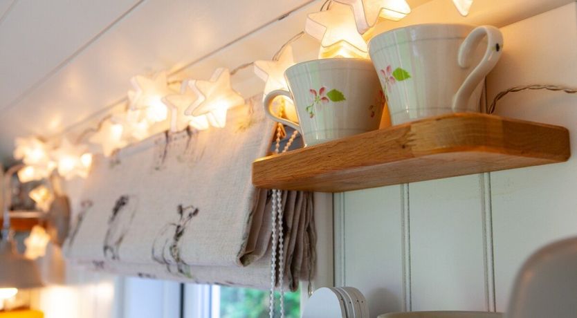 Photo of Little Lamb