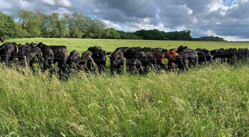 Photo of Little Lamb