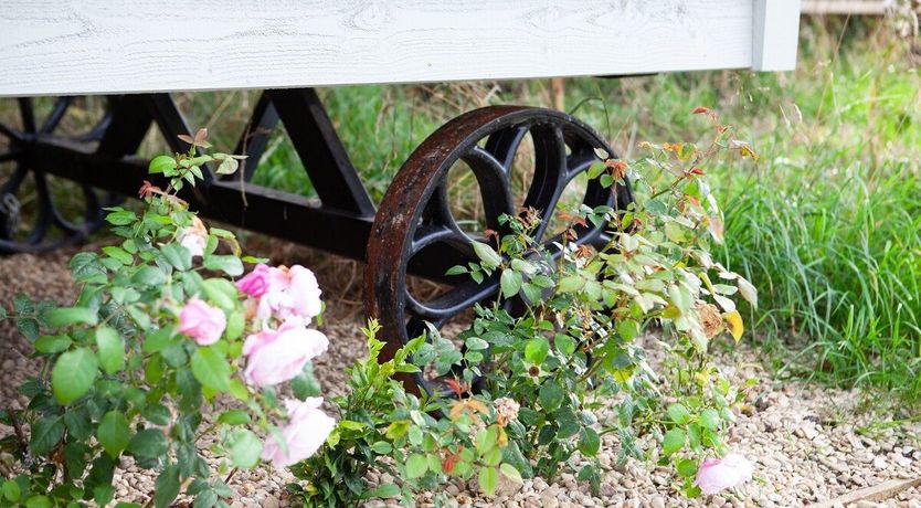 Photo of Little Lamb