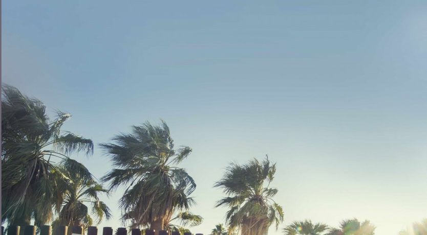 Photo of Tropical Leaves