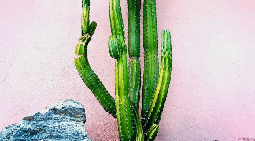 Photo of Tropical Leaves