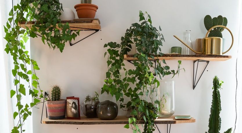 Photo of Halcyon Rest