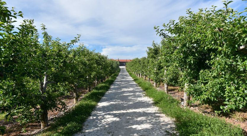 Photo of The Vine Lady