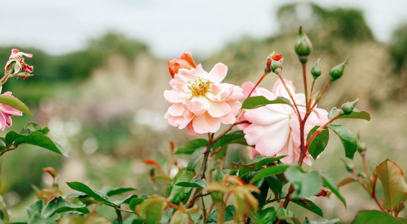 Photo of Gwen's Portrait