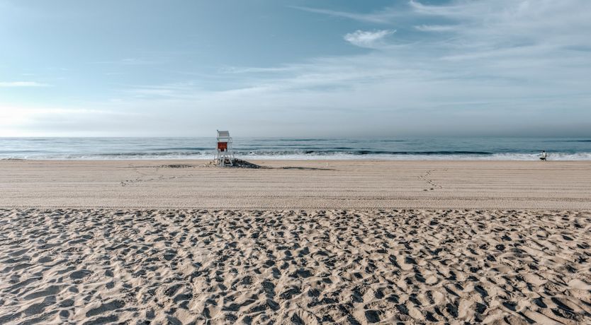 Photo of Sunflowers & Wisteria