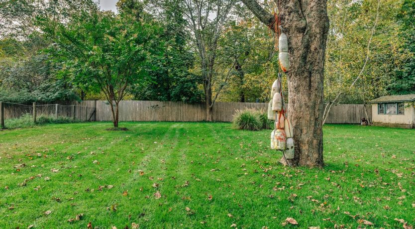 Photo of Sunflowers & Wisteria