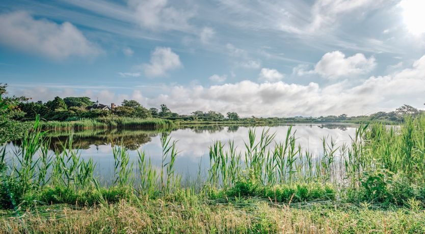 Photo of Sunflowers & Wisteria