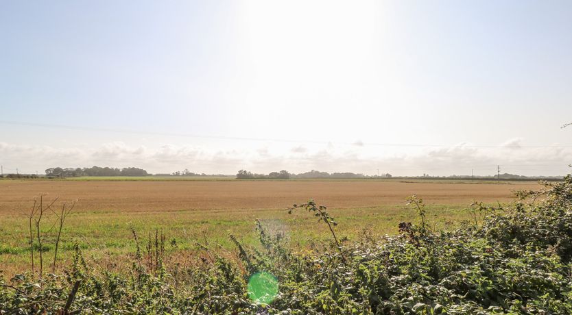 Photo of Mermaid's Purse