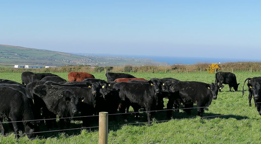 Photo of Boscastle View