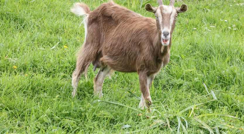 Photo of Packhorse Shepherd’s Hut