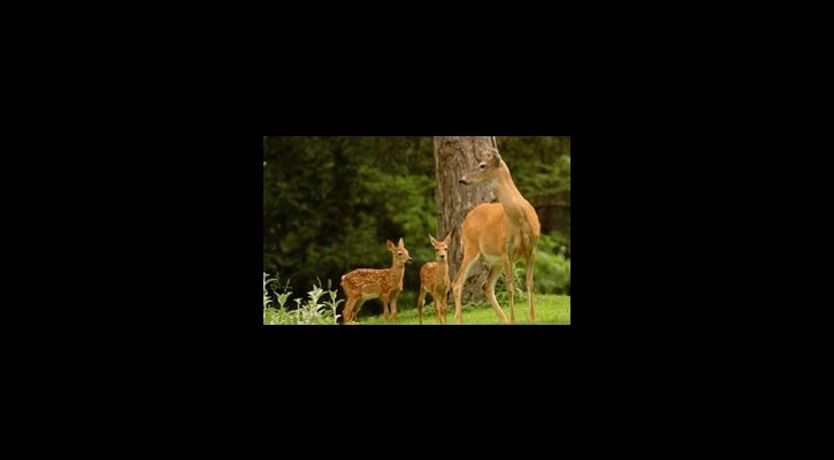 Photo of Lakeshore Holidays