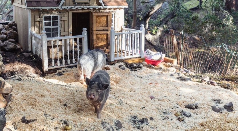 Photo of Princess Charming