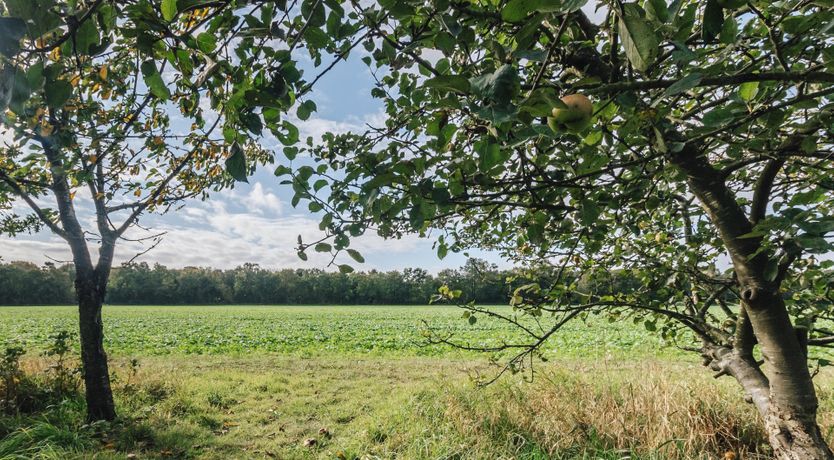 Photo of The Toadstool