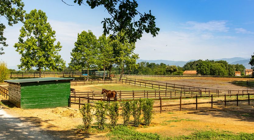 Photo of A Little Horse Play