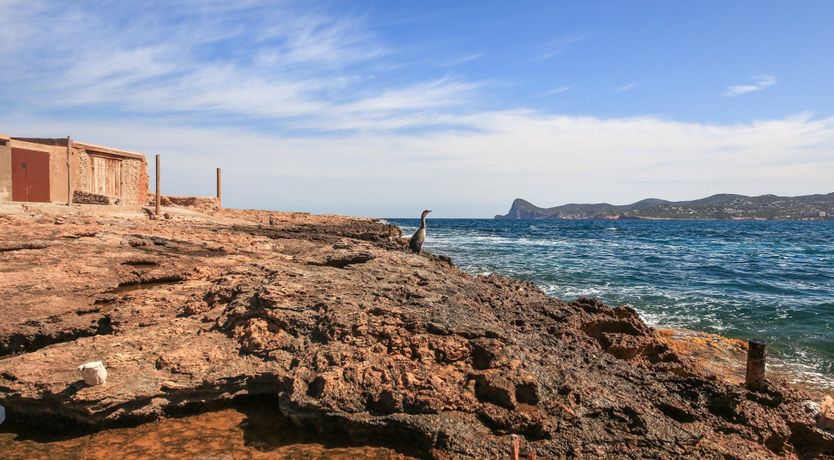 Photo of Mid-Century Dream