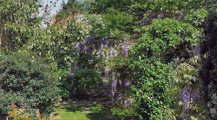 Photo of Hanging Wisteria