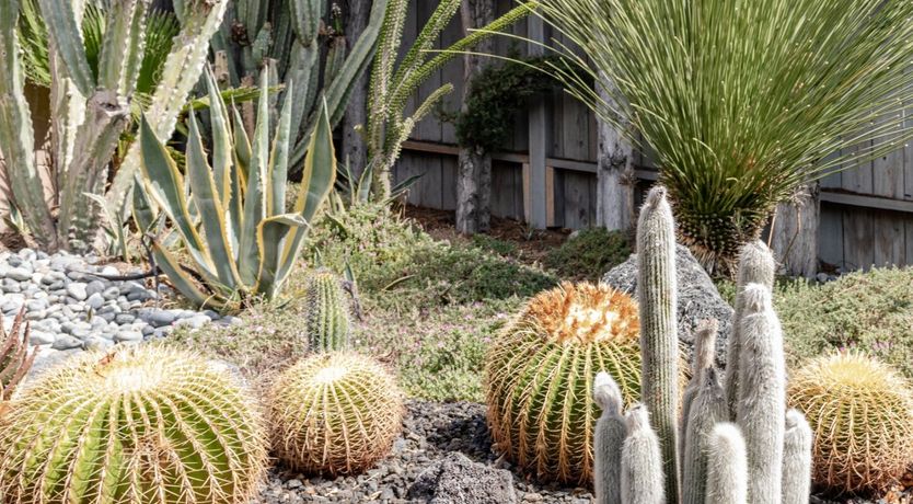 Photo of Mezcal Soul