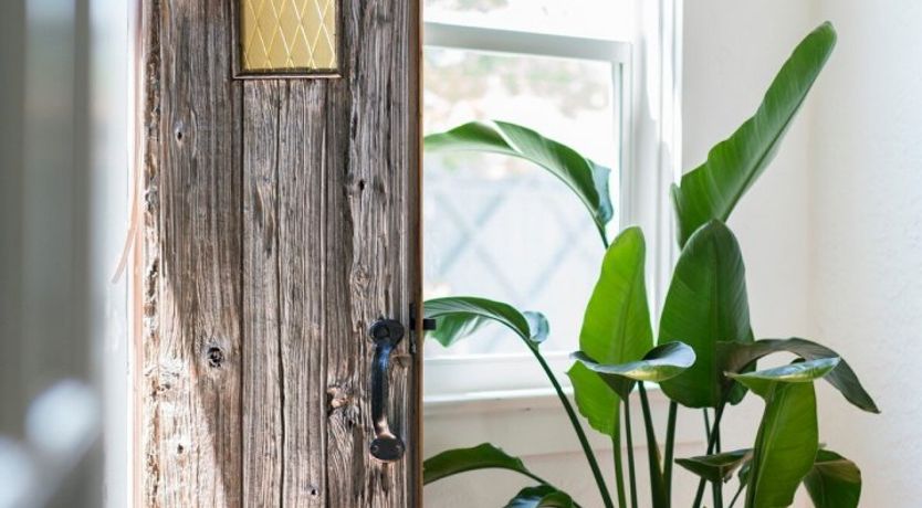 Photo of Orchid White