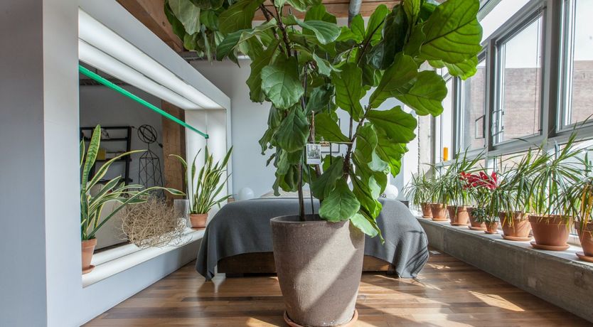 Photo of Trapeze Artist