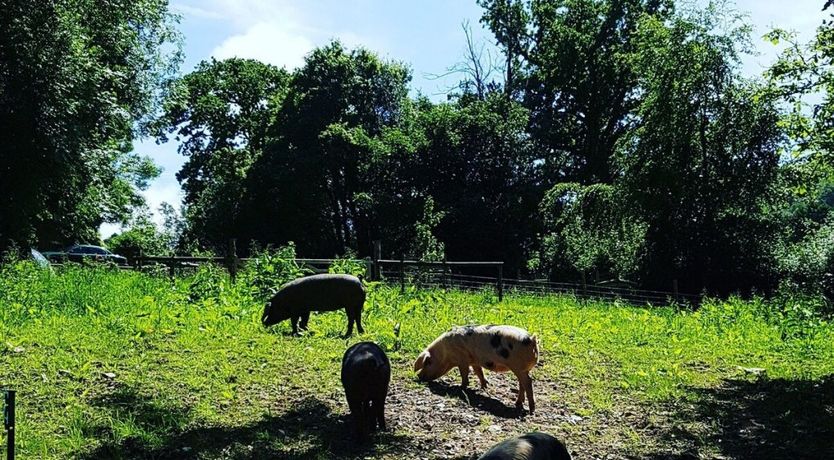 Photo of Meadow View