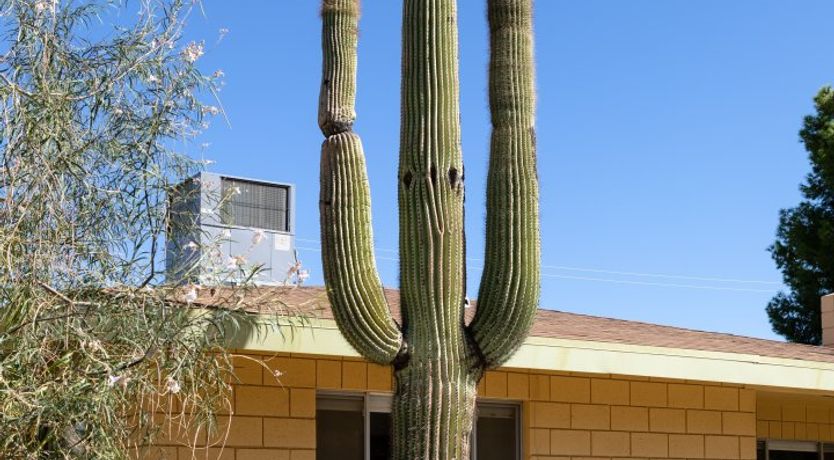 Photo of Desert Revelation