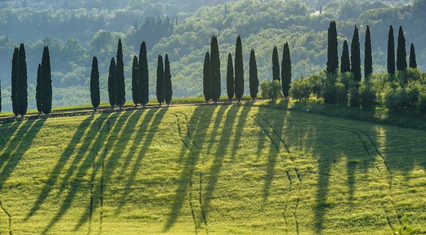 Photo of The Orchard Song