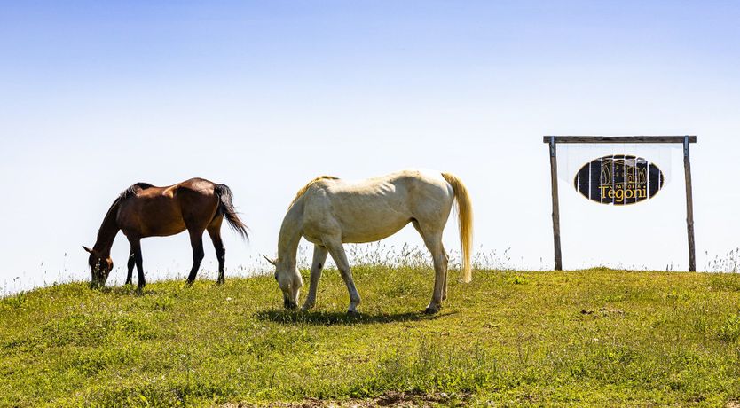 Photo of Green Stables