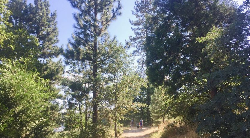 Photo of Forest Of Stars