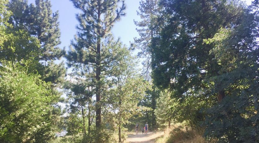 Photo of Forest Of Stars