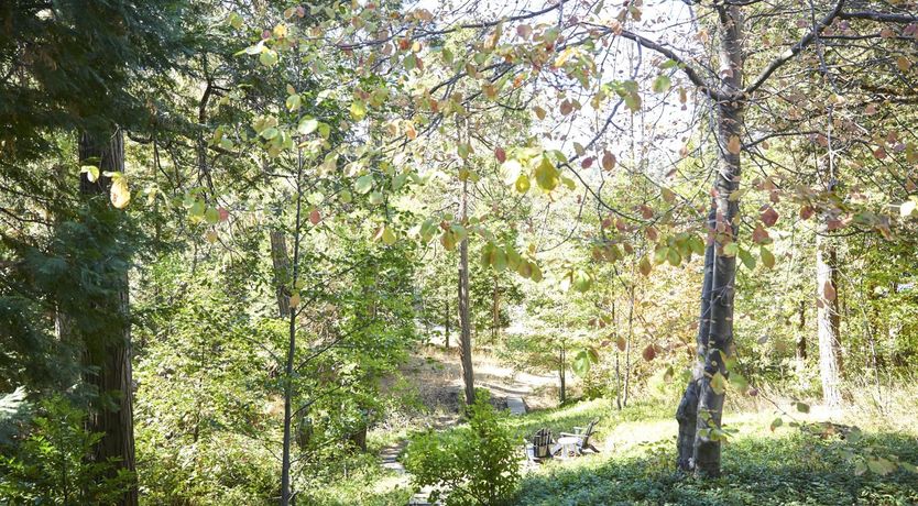 Photo of Forest Of Stars