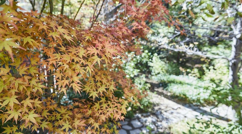 Photo of Forest Of Stars