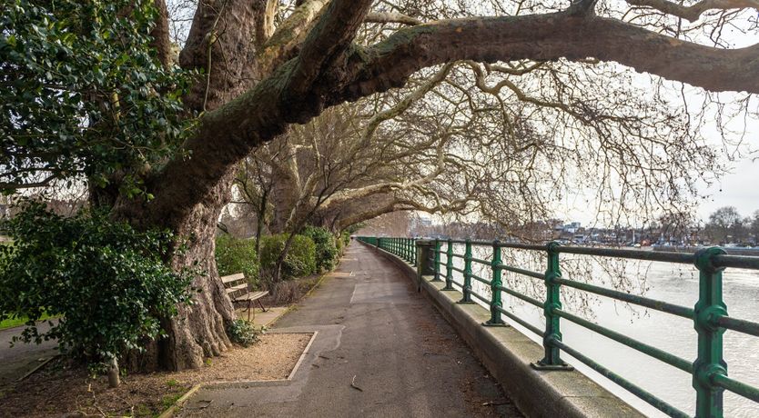 Photo of Elephant & Oxpecker
