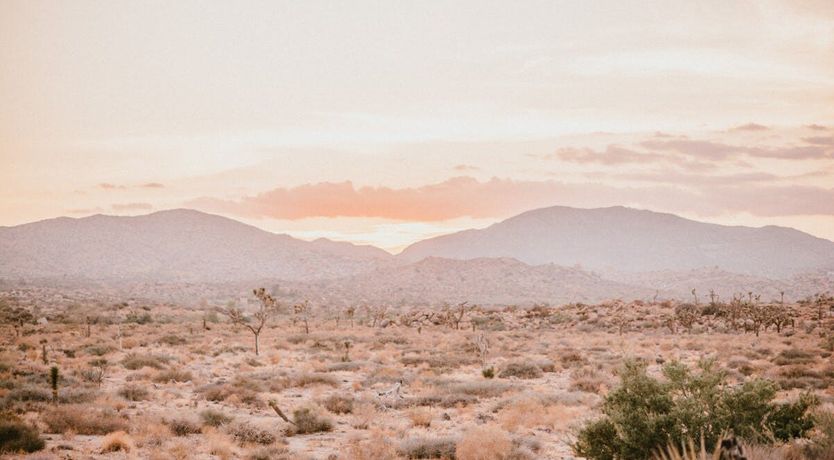 Photo of Just Desert