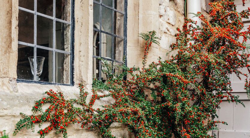 Photo of The 99 Yew Trees