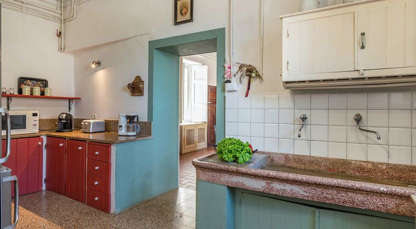 Photo of Evergreen Oleander