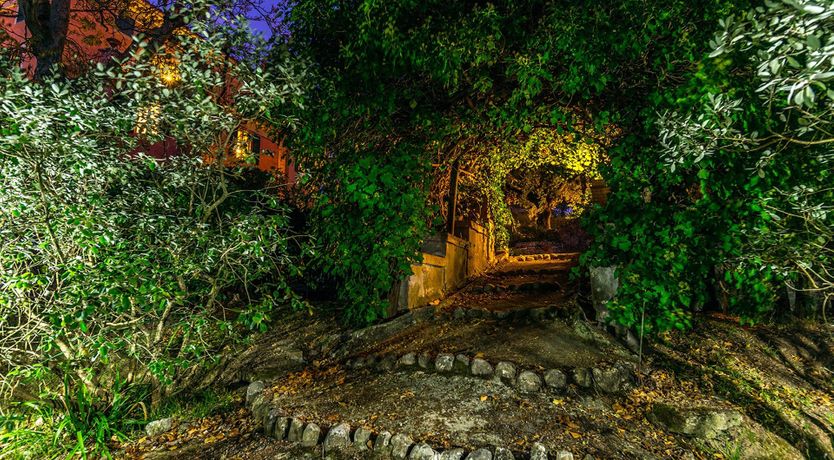 Photo of Evergreen Oleander