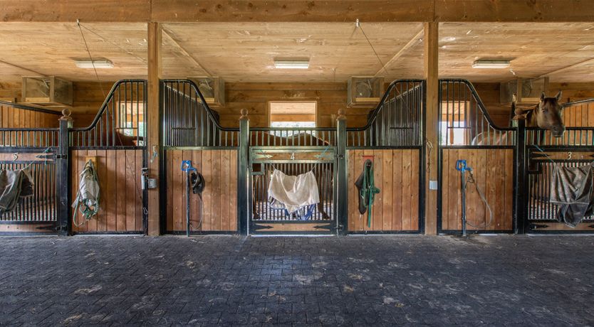 Photo of Hawk & Falcon