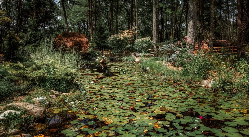 Photo of Hawk & Falcon