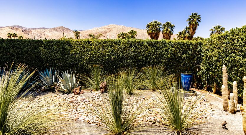 Photo of Desert Star