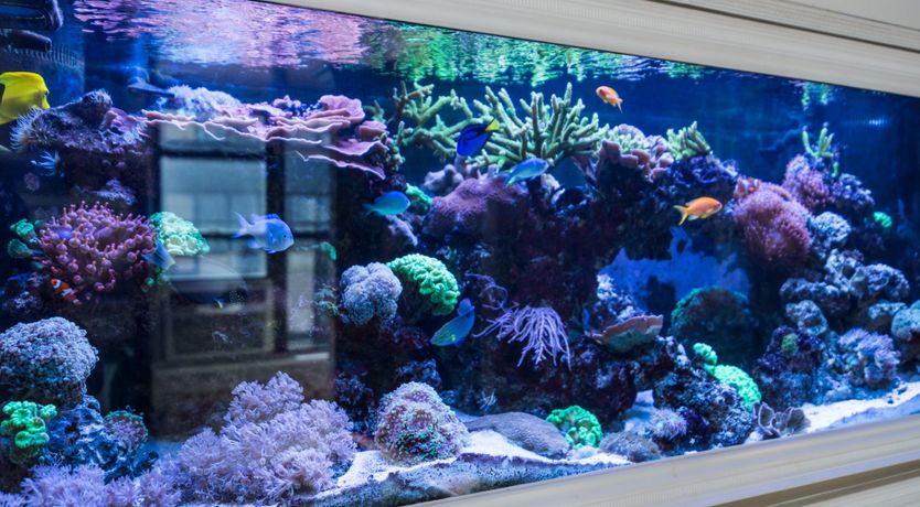 Photo of Bird's Nest