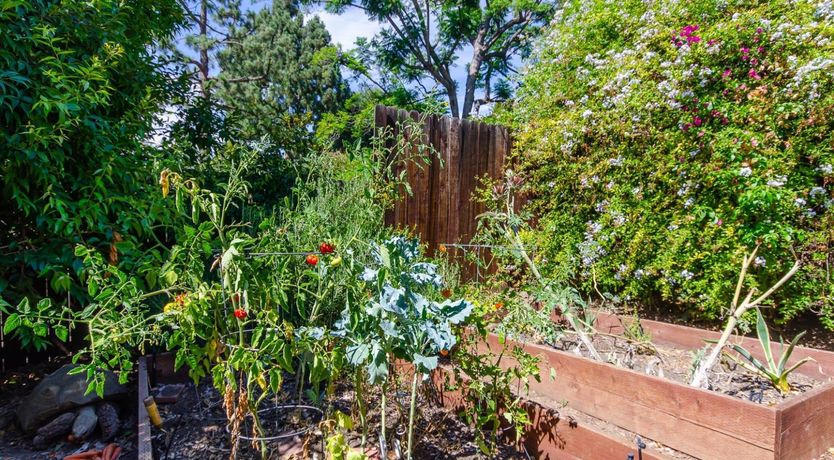 Photo of Silver Shell