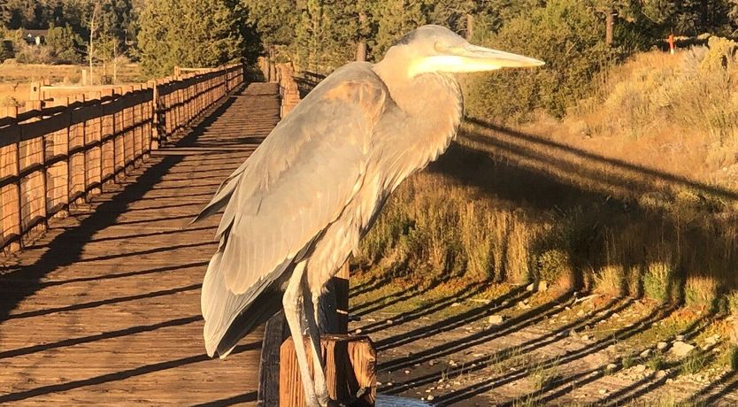 Photo of The Log Cab-Inn