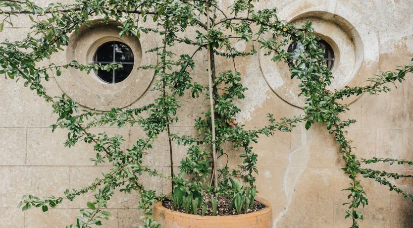 Photo of A Little Peach